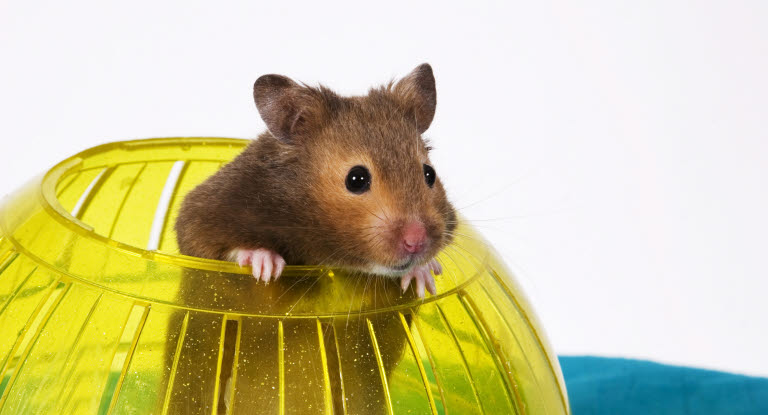 Gode råd, hvis du vil have en hamster Agria Dyreforsikring