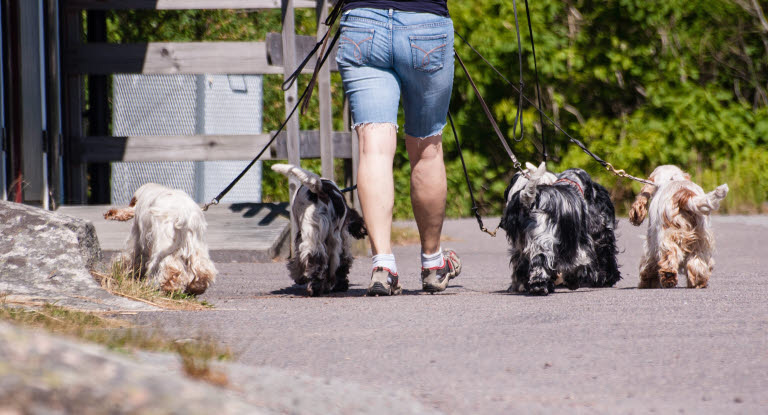 Glat diameter måtte Hvordan dækker ansvarsforsikringen - Agria Dyreforsikring