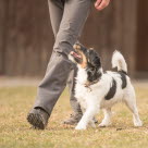 Hund har kontakt med sin ejer