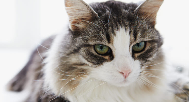 Kat tæt på med giftstruma