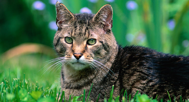 Adfærdsændringer når katten bliver ældre