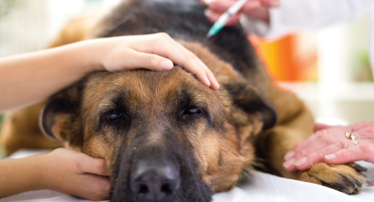 Dansk forsker vil undersøge hundes “pain face” - Dyreforsikring