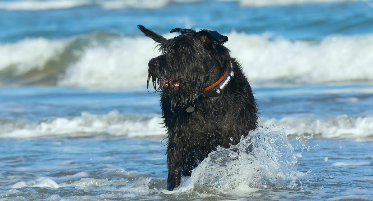 Løs hund stranden - Nu er det igen tilladt - Agria