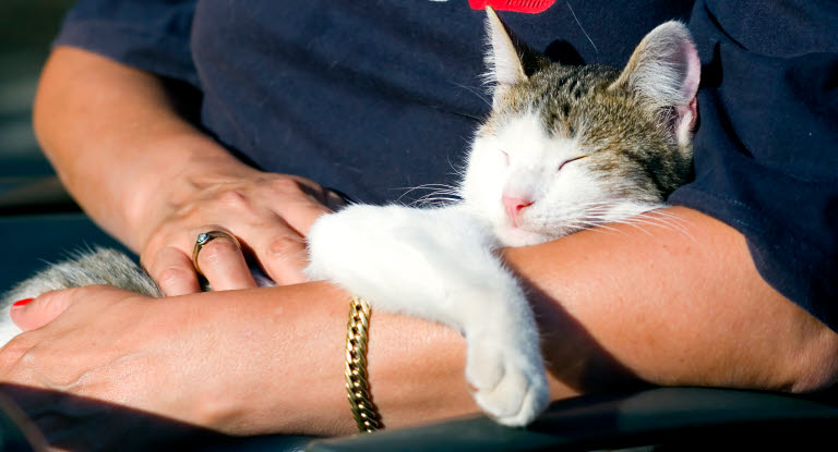 lunken fordom Surrey Gamle katte har særlige behov - Agria Dyreforsikring