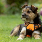 Mange hunde med luftrørskollaps skal helst gå med sele