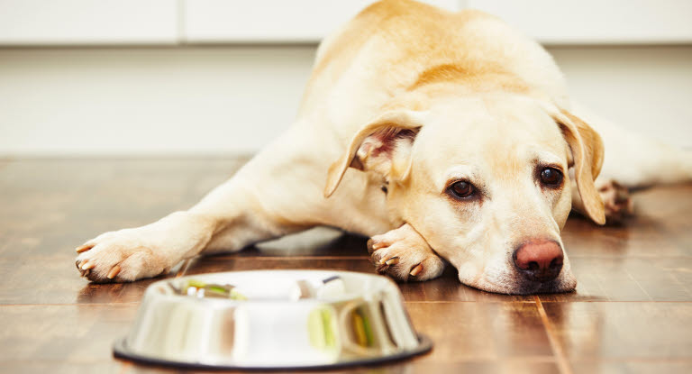 Hund som ikke vil spise