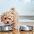 Maltipoo spiser af skål