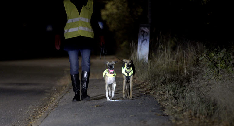 Jet Stoop bliver nervøs Husk reflekser til din hund og til rideturen - Det kan redde liv - Agria  Dyreforsikring
