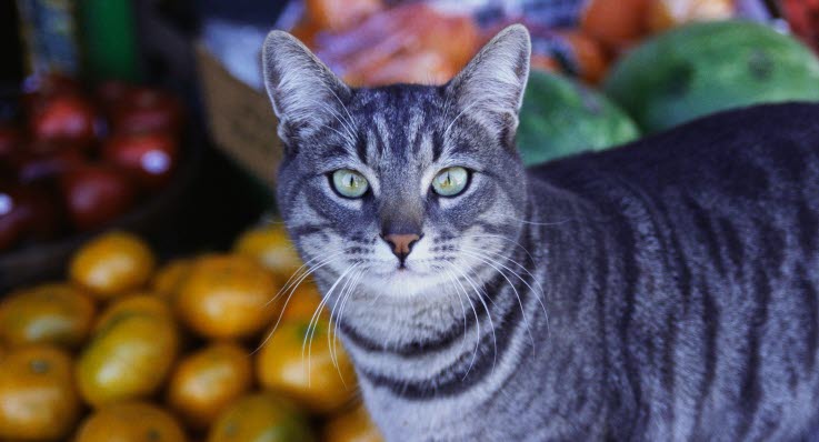 hvad må katte få at spise hvad må katte få at spise