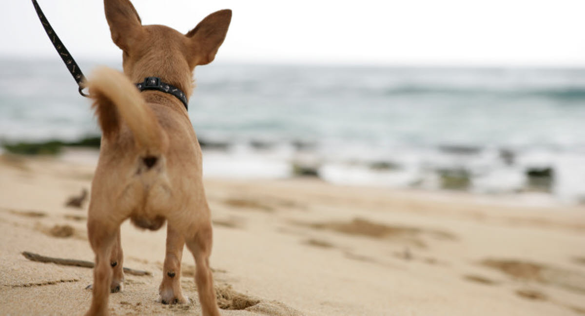 med hunden stranden Læs mere om reglerne her - Agria Dyreforsikring