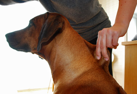 din hunds normaltilstand Se hvordan tjekker den - Agria Dyreforsikring