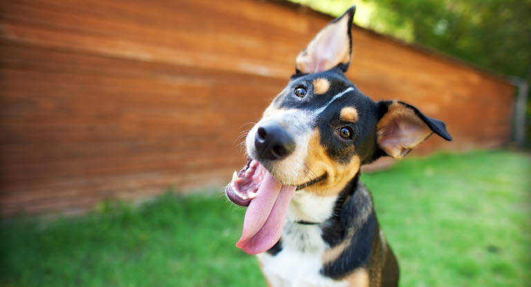 Pas på hunden i - Læs vores tips til at hjælpe hund her -