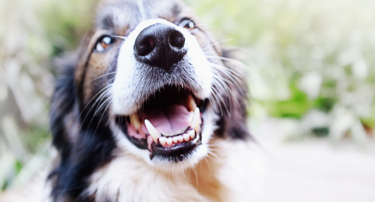 Nosework - God træning og af din hund - Læs mere her - Agria Dyreforsikring