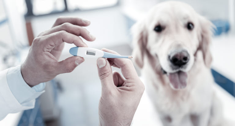 Tag temperaturen på din hund, hvis du mistænker, at den har feber.