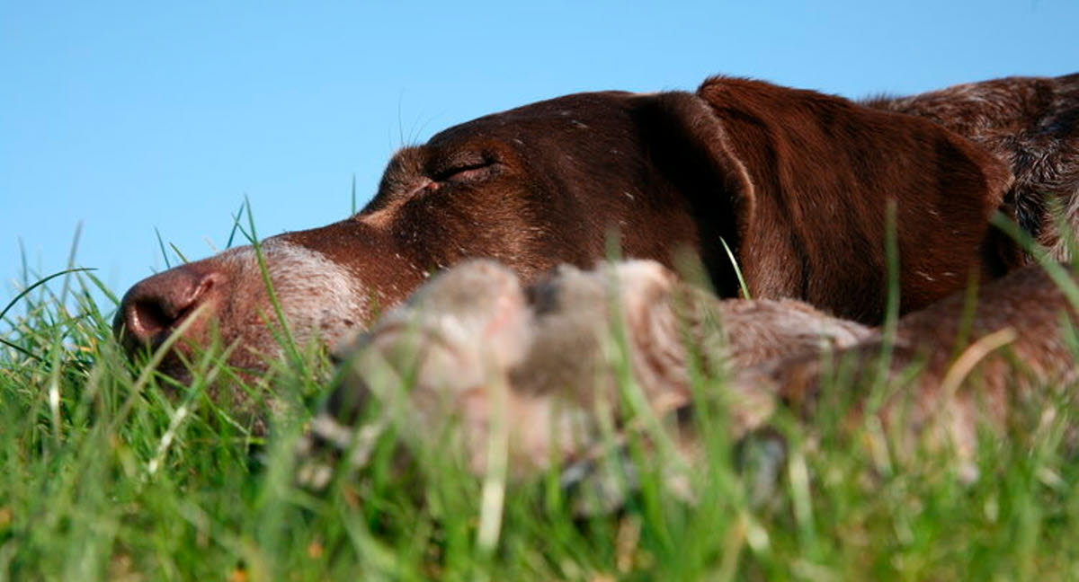 Pollenallergi rammer også hunde Læs mere om her - Agria Dyreforsikring