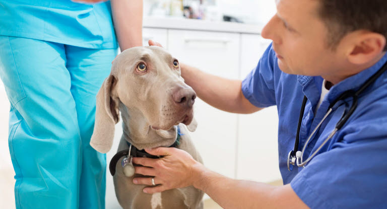 Dyrlæge undersøger hund for egeprocessionslarven