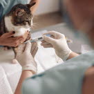 Veterinär tar tempen på en katt för att se om den har feber.