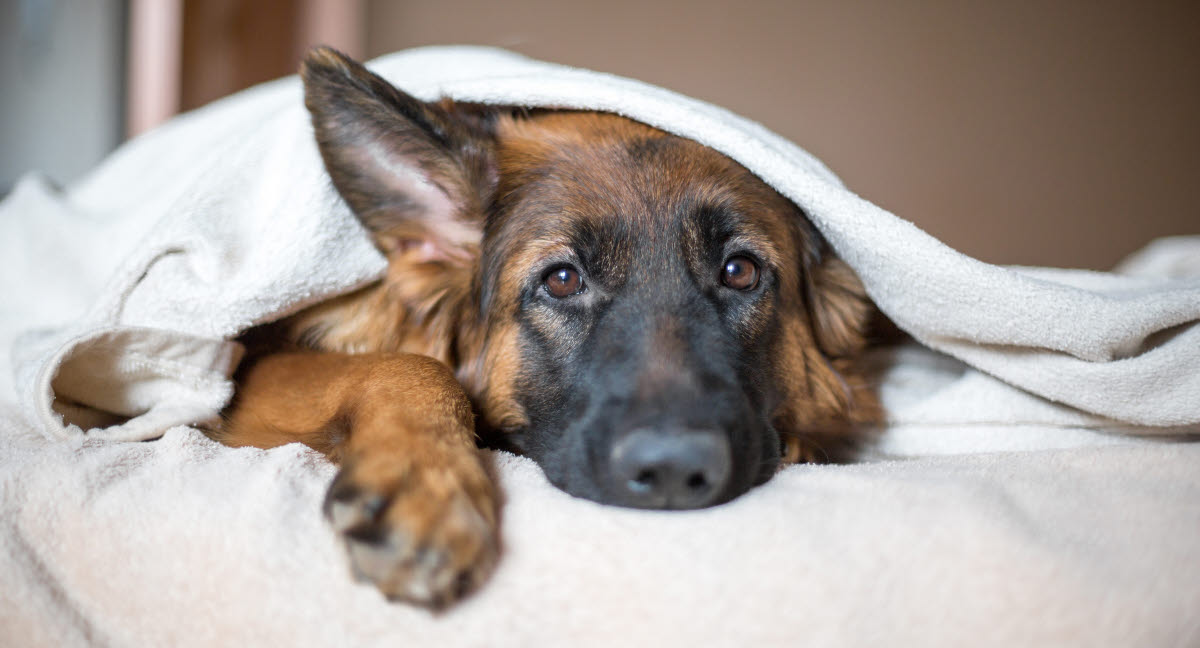 DLSS hunde om symptomer og behandling her - Agria Dyreforsikring