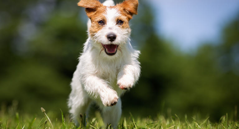 Jack russel terrier kommer løbende