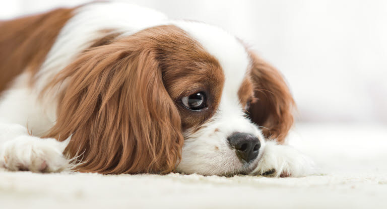  En hund med nedsat almentilstand kan for eksempel være træt.