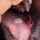 Hund med papillomer (hvide vorter) i munden