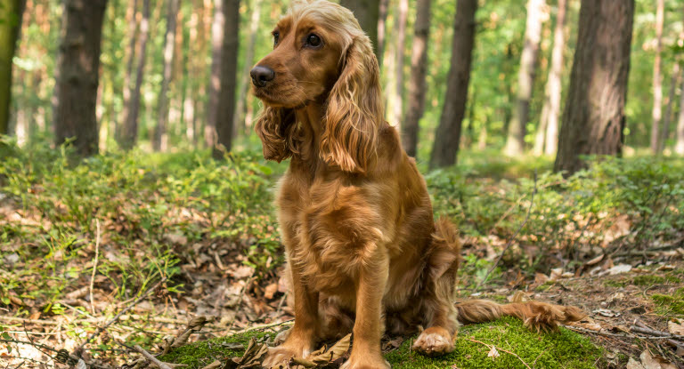 Engelsk cocker spaniel sidder i en skov