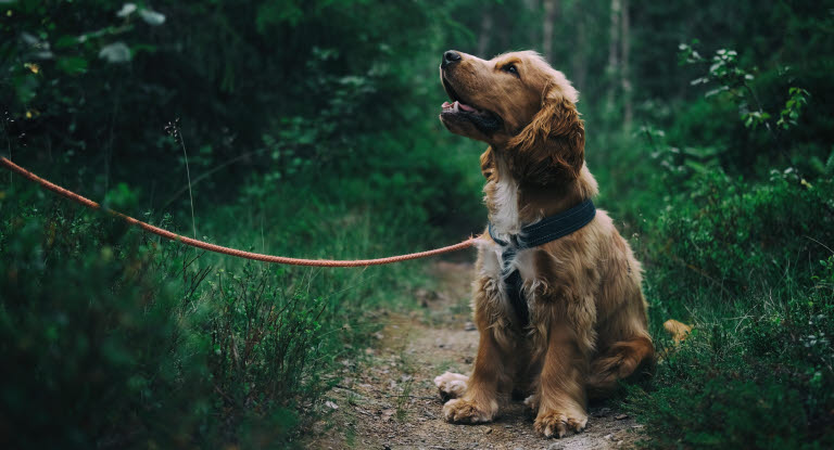 Hunde kan også få urinvejsinfektion