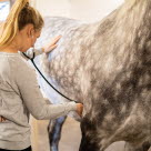 Dyrlæge der lytter til hestens hjerte