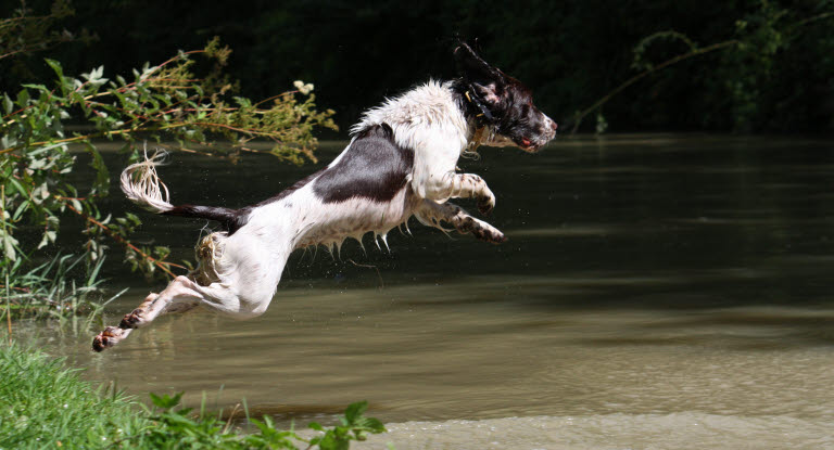 Halelammelse hos hund - Dyreforsikring