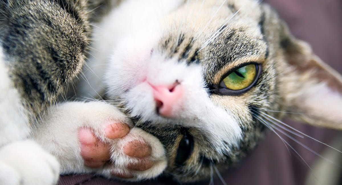 Fremskreden Predictor hav det sjovt Pas godt på din kat - Agria Dyreforsikring