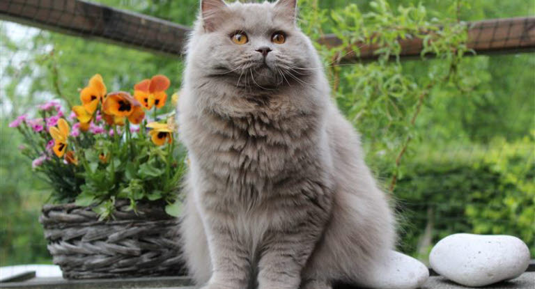 British longhair sidder udenfor