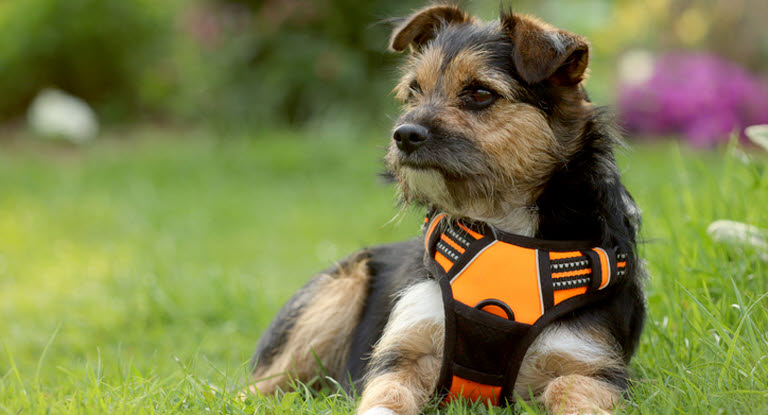 Mange hunde med luftrørskollaps skal helst gå med sele