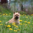 Cairn terrier sidder på en mark med blomster