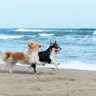To chihuahuaer løber på stranden