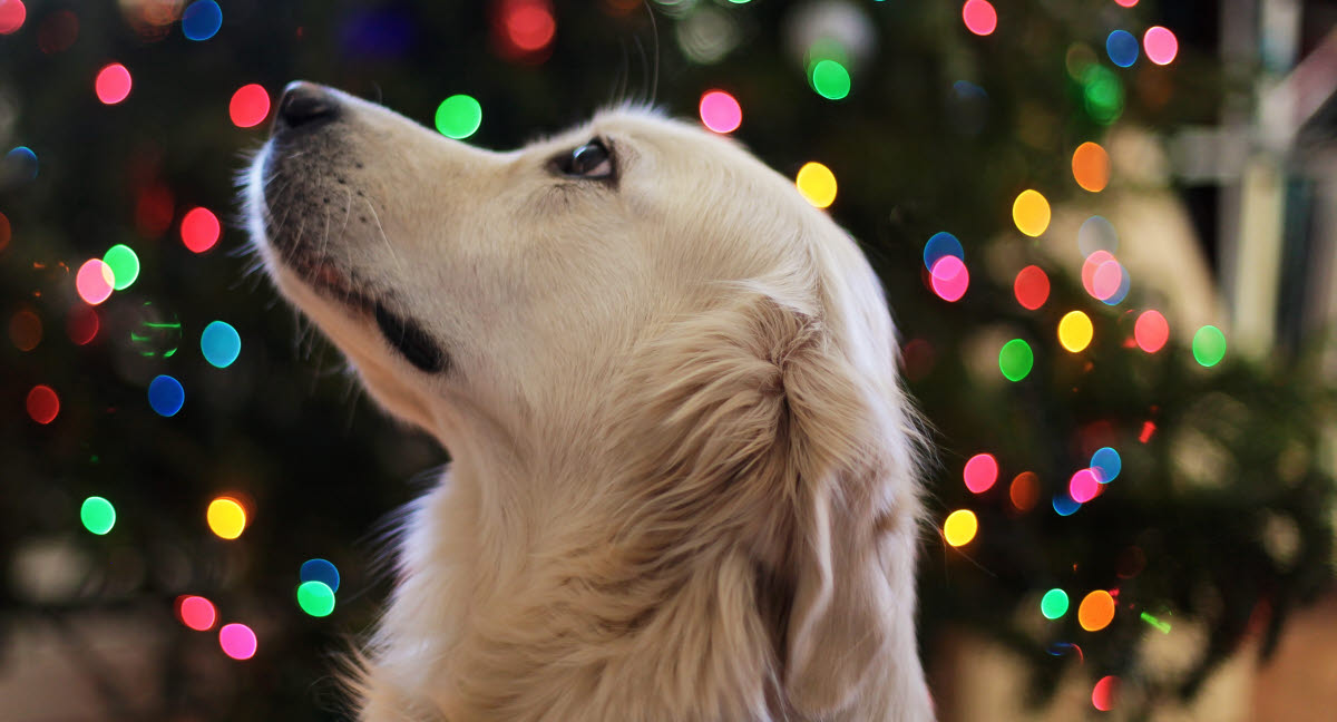 Julens planter kan være giftige for hunde | Se hele listen - Agria