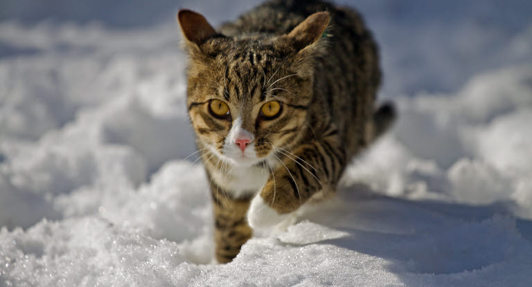 og kulde er farligt for din kat: du skal give mulighed for at komme indenfor Dyreforsikring