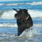 Løs hund på stranden bader i havet