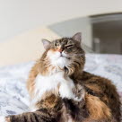 Kløe kan være et symptom på allergi hos katte