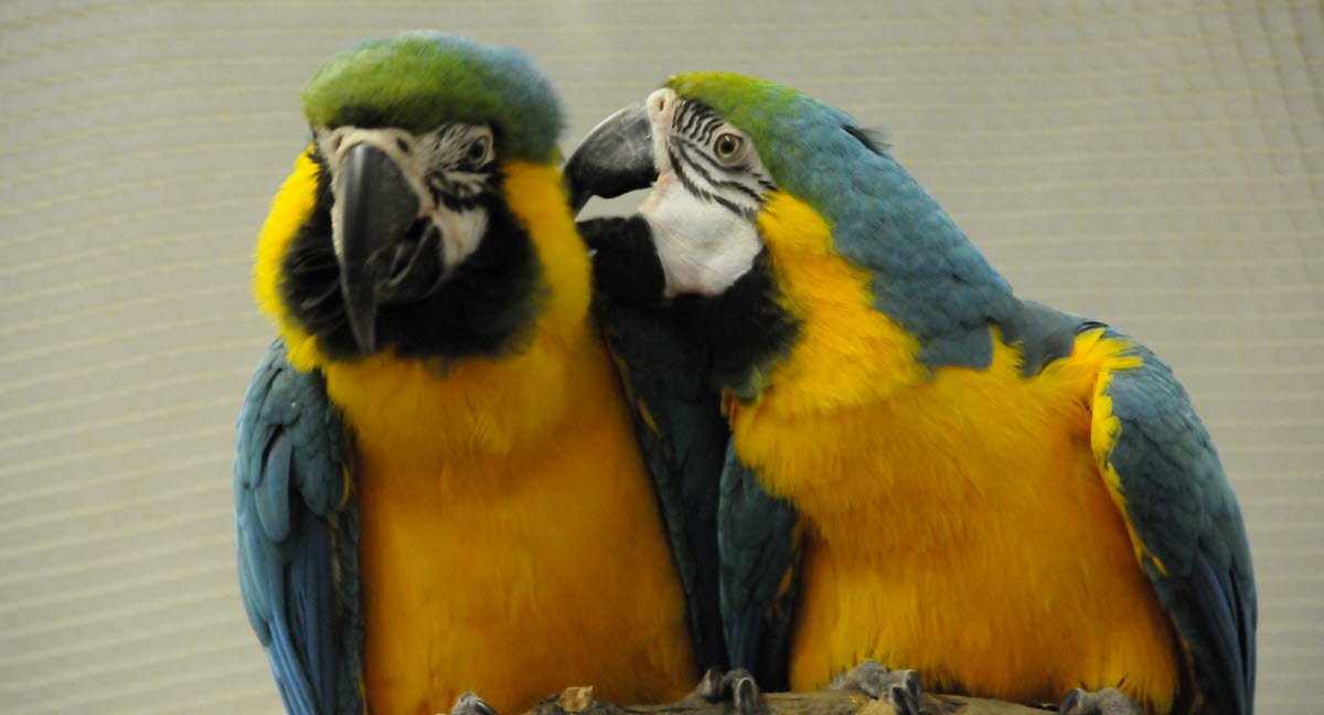 Forstærke Udgravning fordomme Gode omgivelser til papegøjefugle - Agria Dyreforsikring
