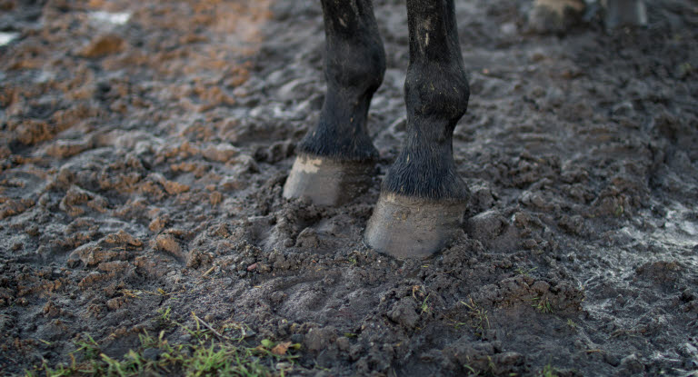 Hestehove på en mudret fold