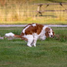 hund laver lort