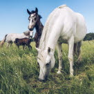 Hest er på fold med et føl