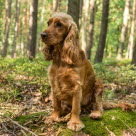 Engelsk cocker spaniel sidder i en skov