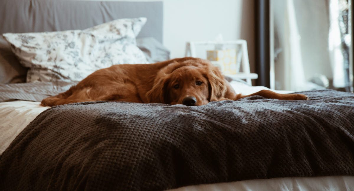 Diskusprolaps hunde - Se og læs om behandling - Dyreforsikring