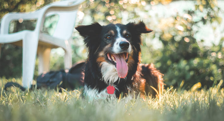Viva Stjerne sponsor Giv hunden en god ferie - Se vores råd om en hundegod ferie her - Agria  Dyreforsikring