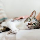 Kat med mavekatar bliver klappet af sin ejer.