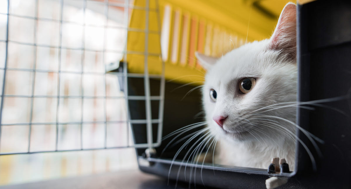 deres support gå ind Transport af katten til dyrlæge kan være en udfordring - Få gode råd -  Agria Dyreforsikring