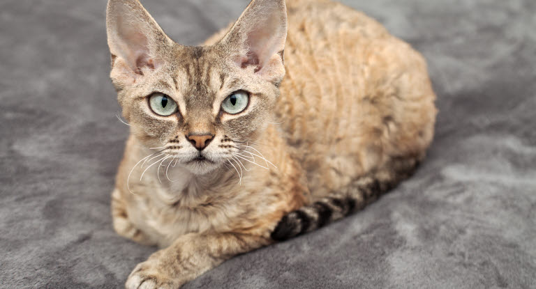 Devon rex ligger på et tæppe
