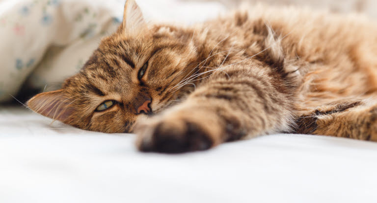 En kat der kommer sig efter et epileptisk anfald