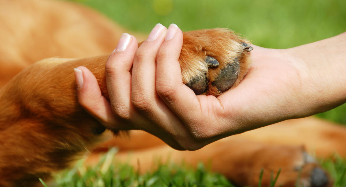 Tjekliste – sådan passer du din hund Agria Dyreforsikring